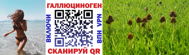 Псилоцибиновые грибы Psilocybe  Будённовск 